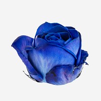 Blooming blue rose flower on a white background 