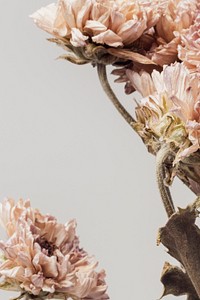 Dried chrysanthemum flower on a gray background