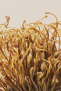 Dried orange pincushion protea flower on a beige background