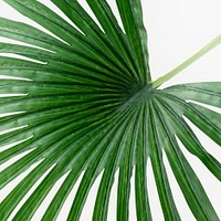 Fresh green fan palm leaf on an off white background