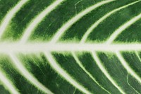 Tropical Alocasia leaf vein patterned background