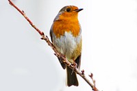 Red robin bird image, free public domain CC0 photo.