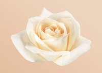 White rose, flower collage element psd