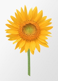 Blooming sunflower, flower clipart psd