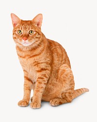 Tabby cat isolated on white, animal design