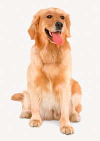 Golden Retriever dog isolated on white, real animal design psd