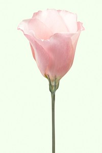 Blooming pink Prairie gentian, spring flower clipart
