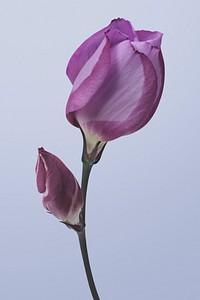Purple sweet pea, flower clipart