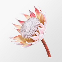 King protea, flower clipart psd