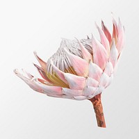 King protea, flower collage element psd
