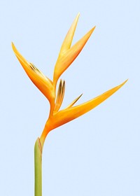 Bird of paradise, flower clipart