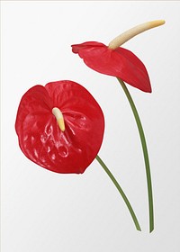 Red anthurium, flower clipart psd