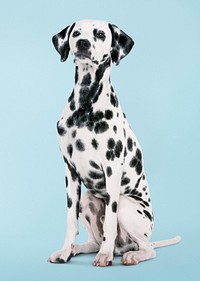 Mature Dalmatian sitting, dog in blue background