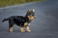 Free yorkshire terrier puppy standing on the road image, public domain animal CC0 photo.