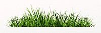 Green grass isolated on white, nature design