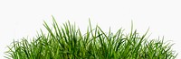 Green grass isolated on white, nature design