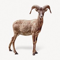 Mountain goat isolated on white, real animal design psd