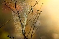 Spider web, free public domain CC0 photo