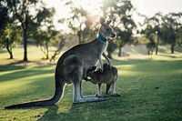 Free mother and baby kangaroos image, public domain CC0 photo.
