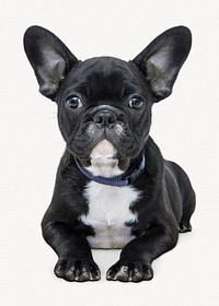 French Bulldog isolated on white, real animal design psd