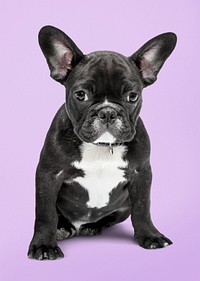 Dog sticker, cute French bulldog, animal psd