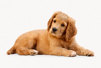 Puppy isolated on white, Golden Retriever