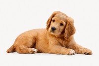 Golden Retriever puppy isolated on white, real animal design psd