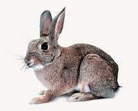 Hare isolated on white, real animal design psd