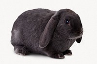 Black rabbit isolated on white, Holland Lop