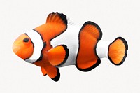 Clownfish isolated on white, fish design