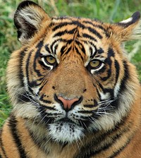 Free Sumatran tiger image, public domain wild animal CC0 photo.