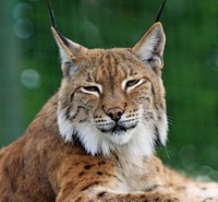Free lynx, wildlife image, public domain CC0 photo.