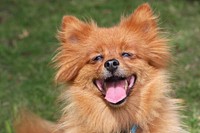 Free brown pomeranian dog smiling image, public domain animal CC0 photo.