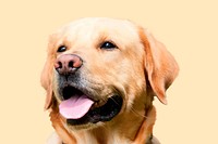 Labrador retriever sticker, dog design psd