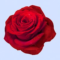 Red rose, flower collage element psd