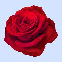 Blooming wet red rose, flower clipart