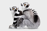 Lemur sticker, animal design psd