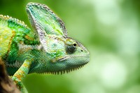 Free Chameleon in the wild image, public domain animal CC0 photo.