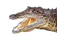 Free crocodile on white background image, public domain animal CC0 photo.