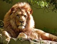 Free male lion, wildlife image, public domain CC0 photo.
