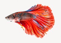 Betta fish isolated on white, real animal design psd