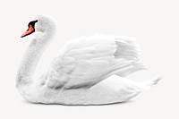 White swan isolated on white, real animal design psd