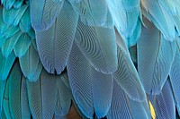 Parrot feathers texture, animal close up background