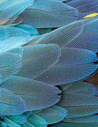 Blue parrot feathers pattern, animal close up background