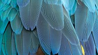 Parrot feathers texture desktop wallpaper, high definition background