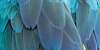 Parrot feathers texture background for Facebook cover and social media banner