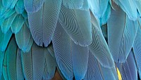 Parrot feathers  texture computer wallpaper, high definition background