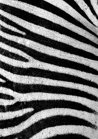 Stripe zebra skin pattern, animal close up background