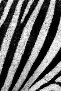 Zebra pattern, black and white stripe background