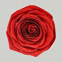 Red rose, flower clipart psd